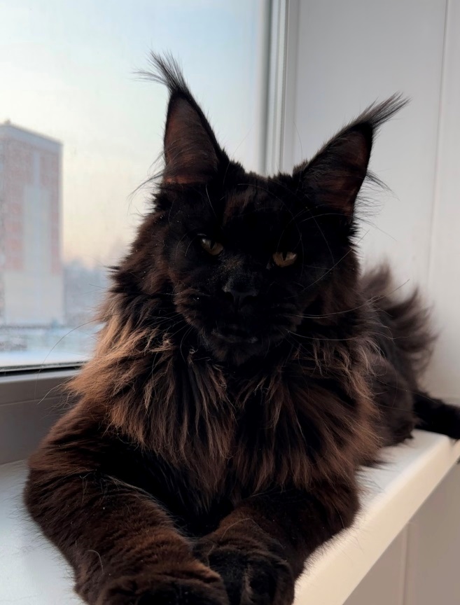 lala 13